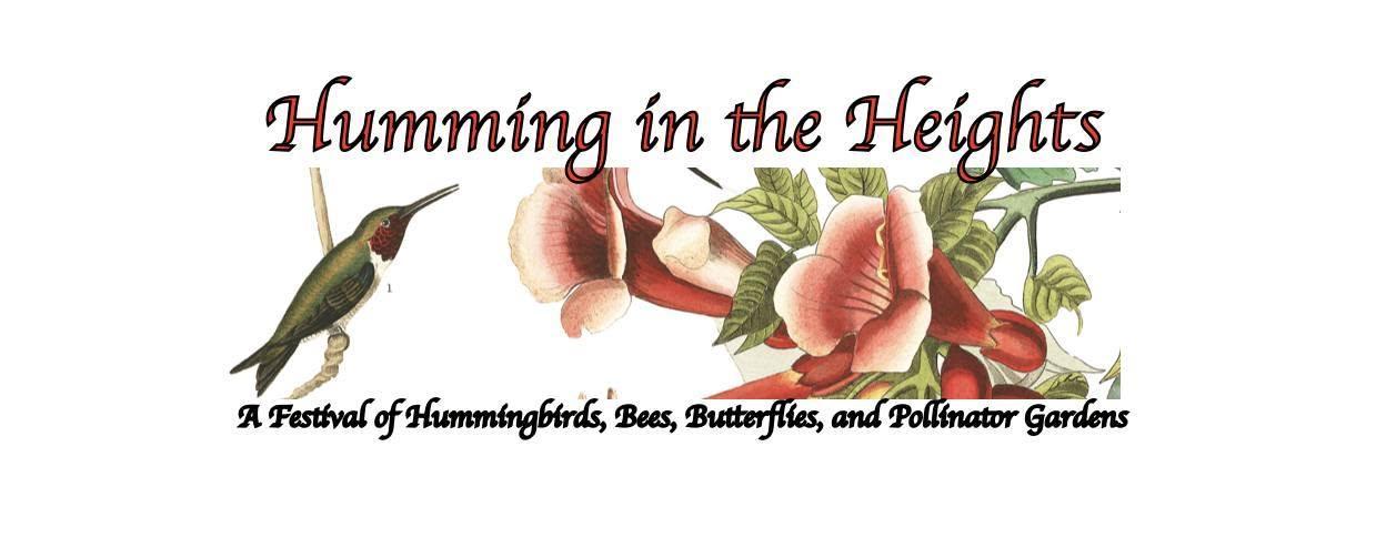 Humming in the Heights header image