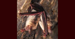 Wilkins Wildlife & Pest Solutions Inc gallery image 7