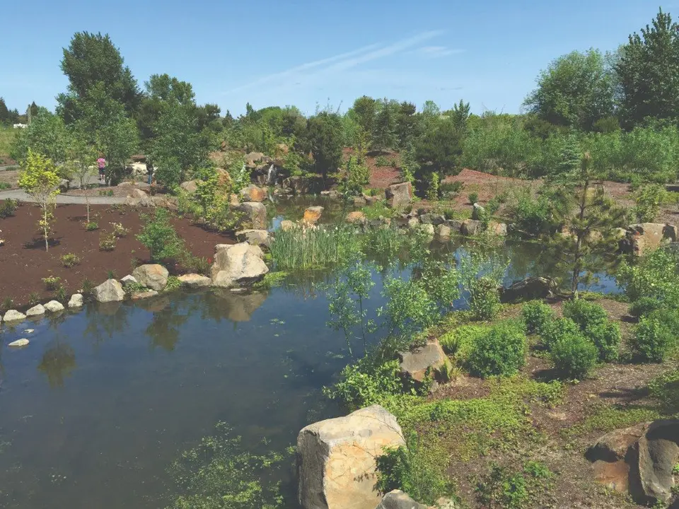 A restored wetland: a still pond edged with boulders and young plantings, a line of firs on the horizon and a clear blue sky.