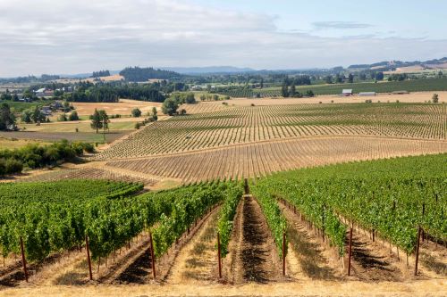 Cove on the Road: Quandary Vineyards (featuring Pike Road) header image