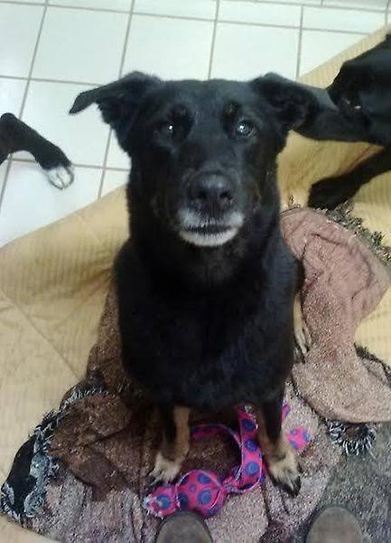 Wyandot County Humane Society gallery image 2