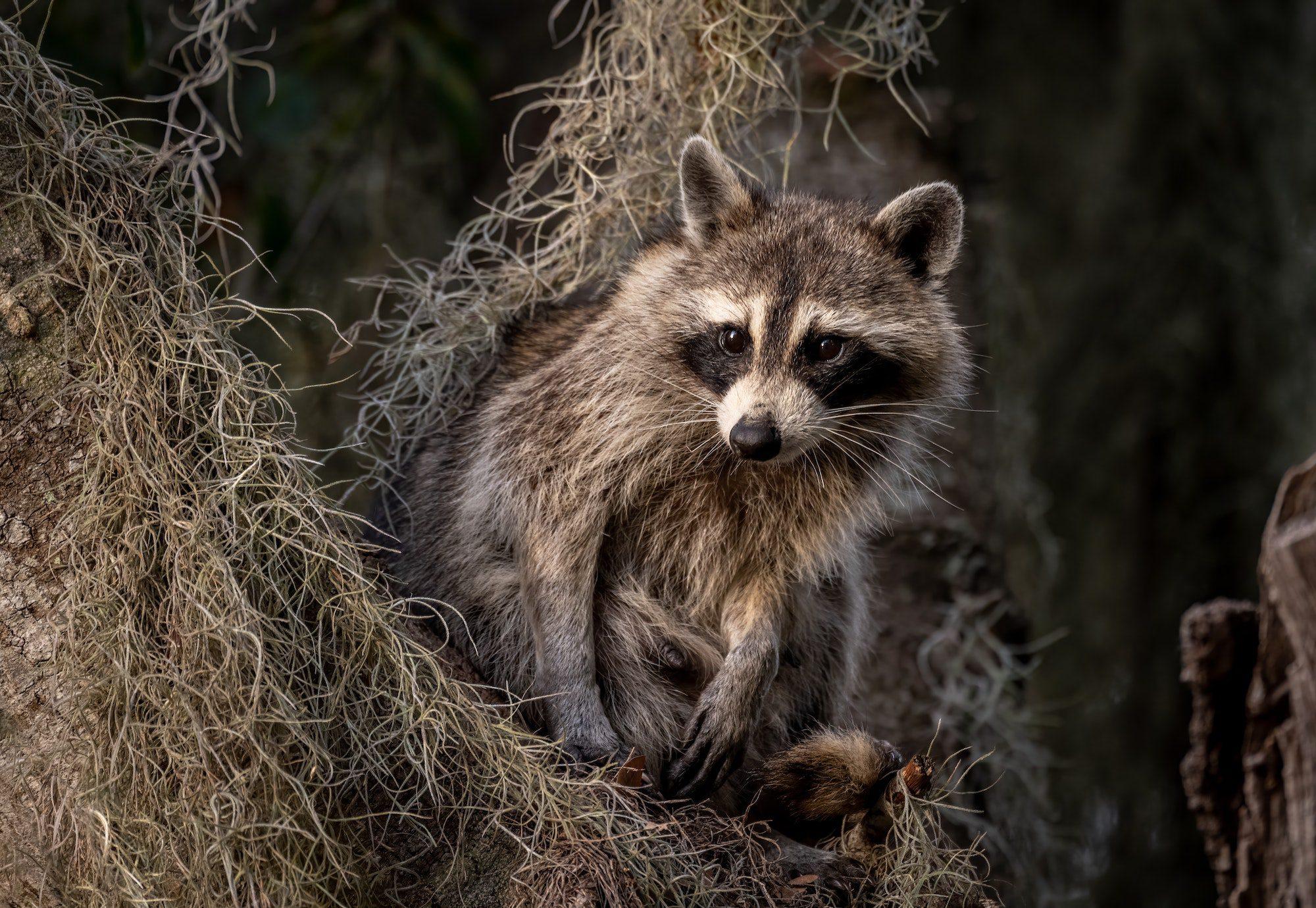 Wilkins Wildlife & Pest Solutions Inc gallery image 1