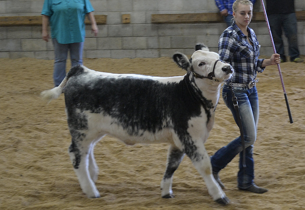 Wyandot County Fairgrounds-Wyandot County Agricultural Society gallery image 1