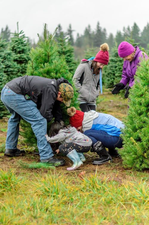 Christmas Tree Farm Opening - David Hill header image