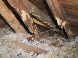 Wilkins Wildlife & Pest Solutions Inc gallery image 3