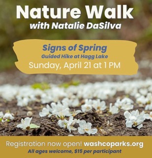 Nature Walk at Hagg Lake header image