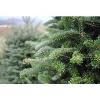 Opening Weekend at YMCA Tree Lot gallery image 1