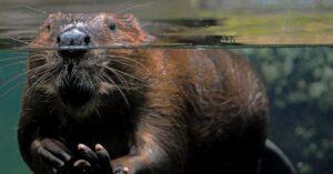 Wilkins Wildlife & Pest Solutions Inc gallery image 8