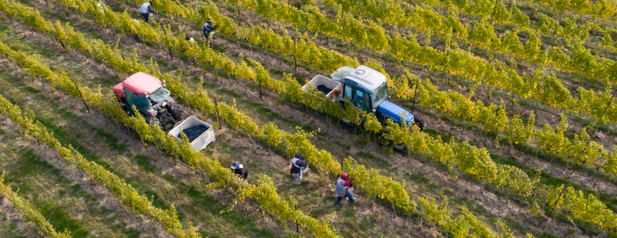 Wines of Walla Walla Pairings Dinner header image