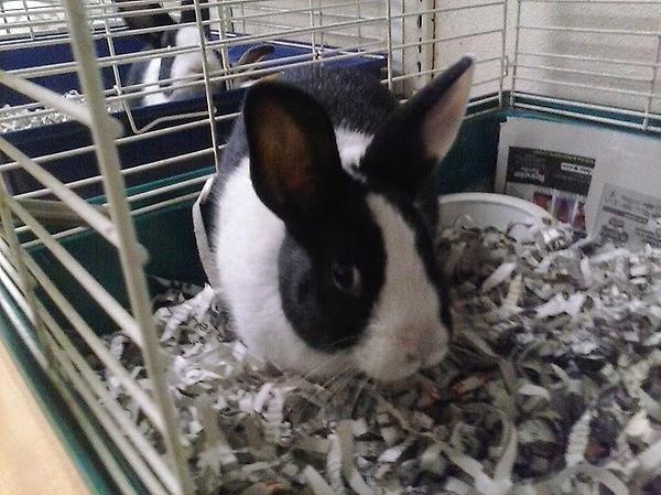 Wyandot County Humane Society gallery image 6