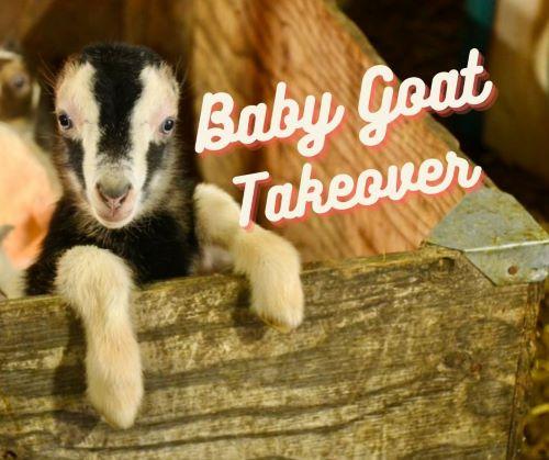 Baby Goat Takeover header image