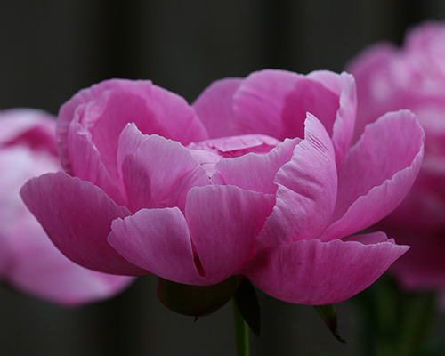 Open House+Garden in Blooming, sponsored by Sidereus Winery header image