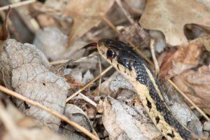 Wilkins Wildlife & Pest Solutions Inc gallery image 5
