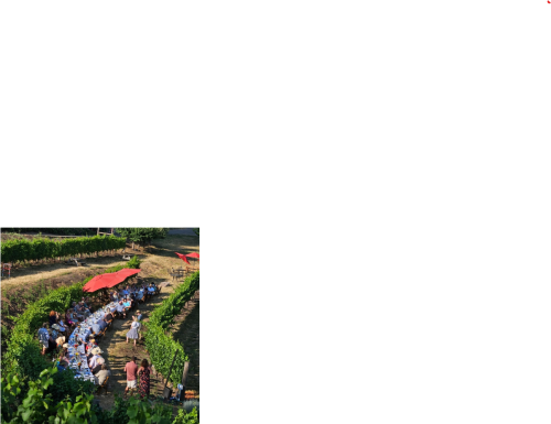 Summer Field & Vine Dinner header image