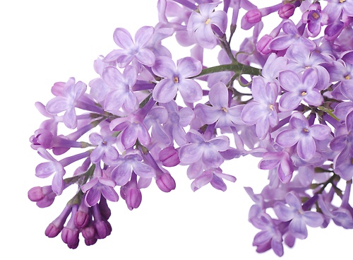 2015 Lombard Lilac Ball header image