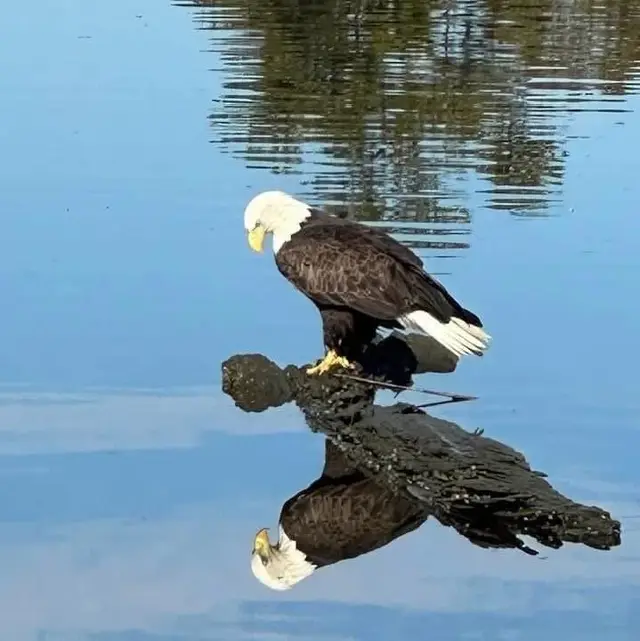 Millsboro visitor and dining imagery