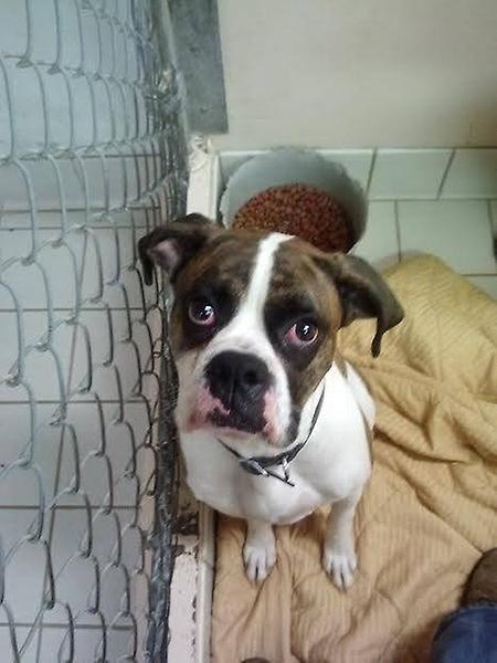 Wyandot County Humane Society gallery image 3