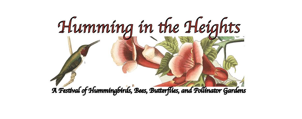 Humming in the Heights header image