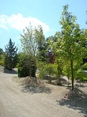 Bill Sowers Tree Service & Nursery, LLC gallery image 5