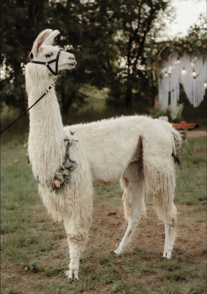 Llama Happy Hour  header image