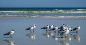 Wilkins Wildlife & Pest Solutions Inc gallery image 6
