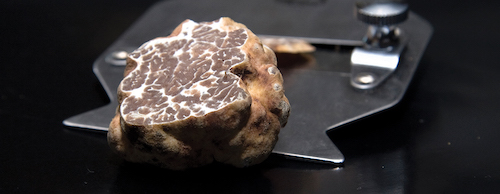 Gala Truffle Dinner with Oregon Truffle Festival header image