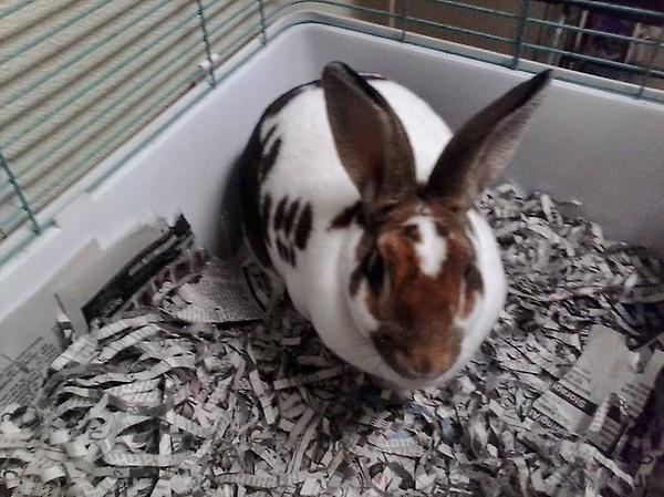 Wyandot County Humane Society gallery image 7