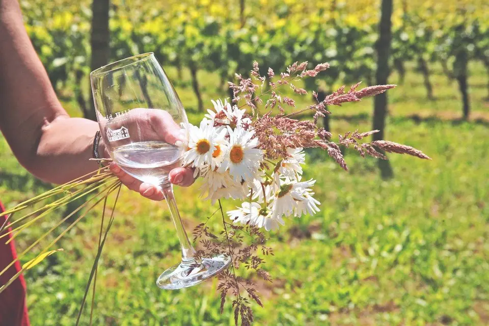 A hand holding a glass of white wine and a bunch of oxeye daisies in front of out-of-focus rows of vines.