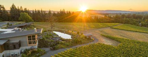 Sunset Social at Domaine Willamette header image