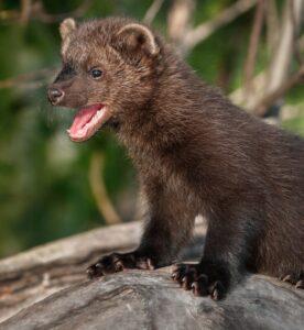 Wilkins Wildlife & Pest Solutions Inc gallery image 2