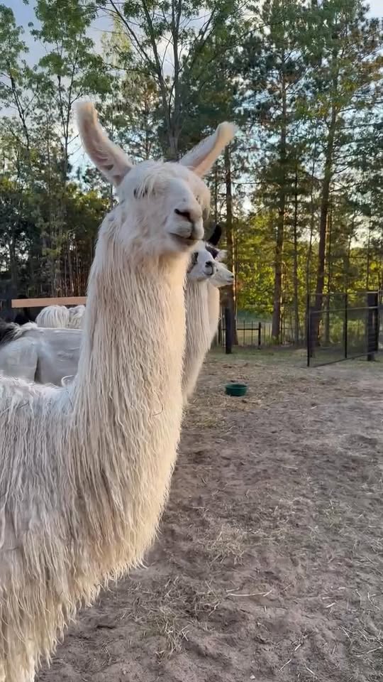 Llama Happy Hour header image