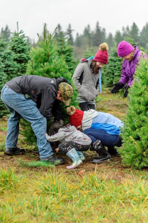 Christmas Tree Farm Opening - David Hill header image