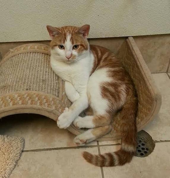 Wyandot County Humane Society gallery image 8