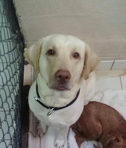 Wyandot County Humane Society gallery image 4