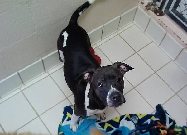 Wyandot County Humane Society gallery image 5