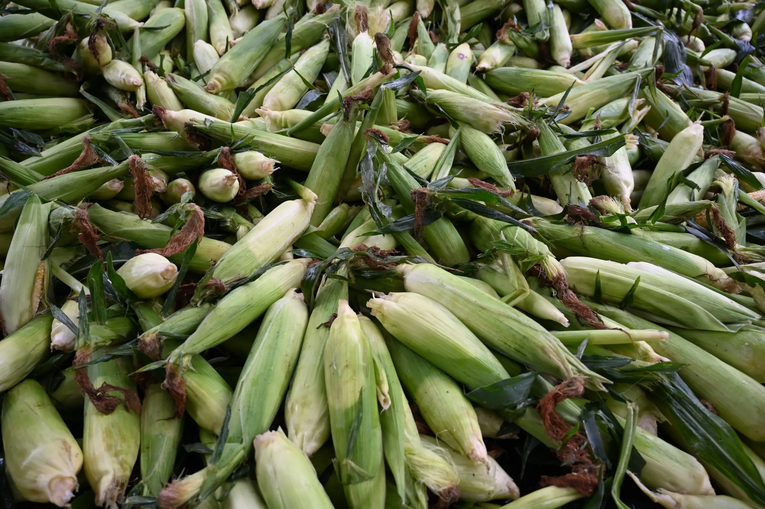 A frame-filling pile of unhusked sweet corn ears.