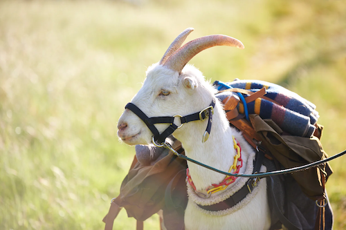 Pride on the Farm header image