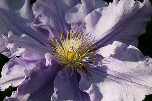 Gales Creek Open Garden + Schoolhouse Museum header image