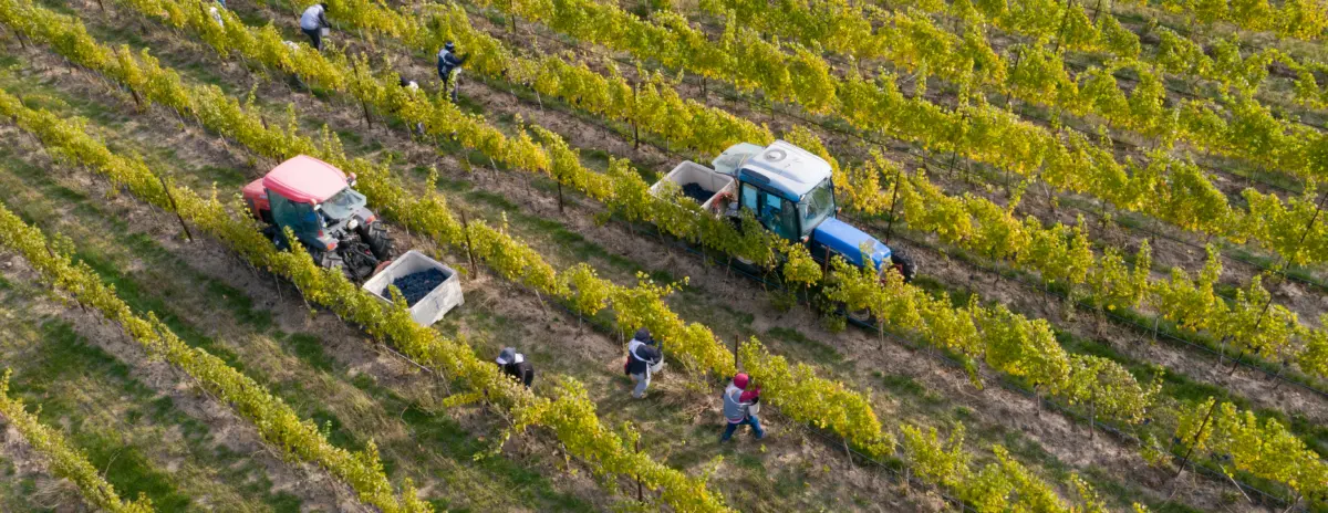 Wines of Walla Walla Pairings Dinner header image