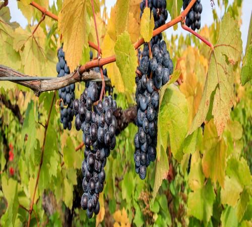 Harvest Celebration Wine Pairings Dinner header image